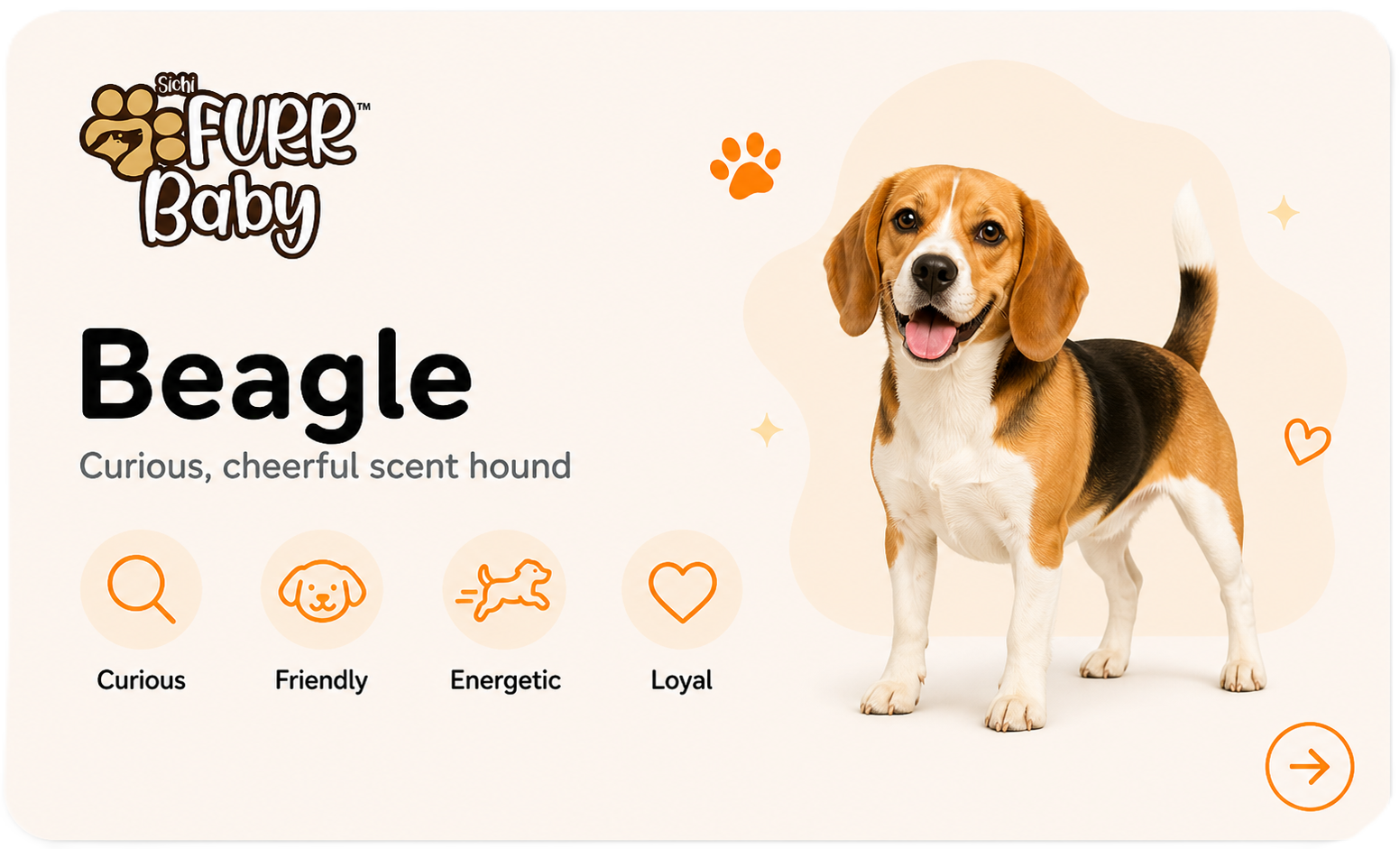 Beagle breed card