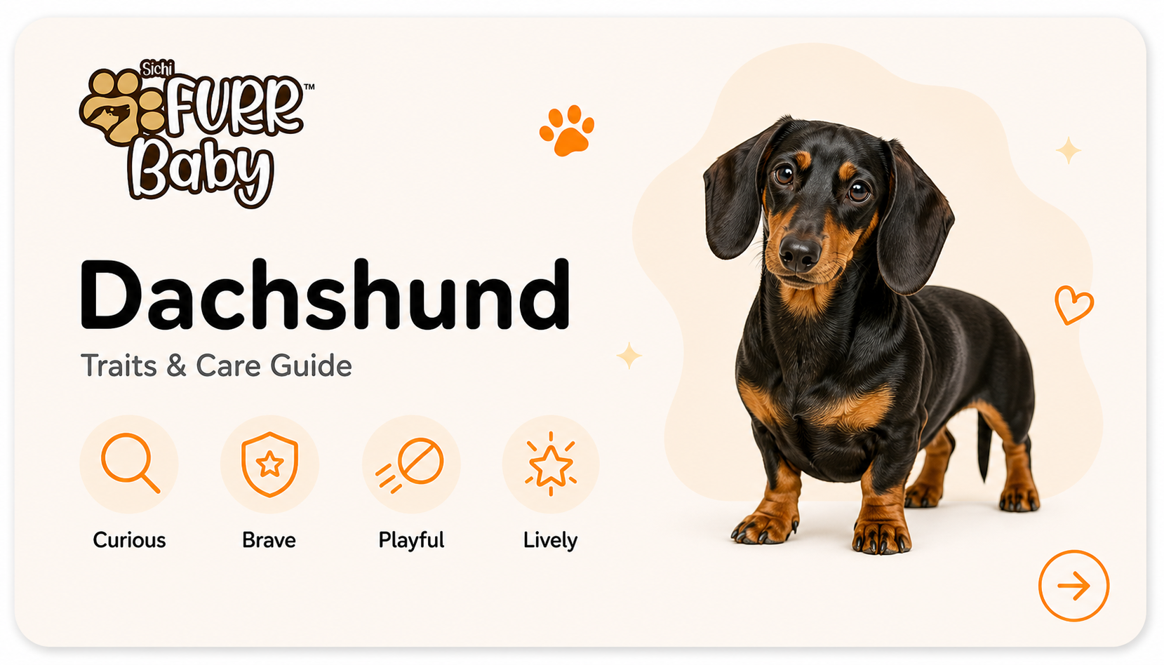 Dachshund breed card