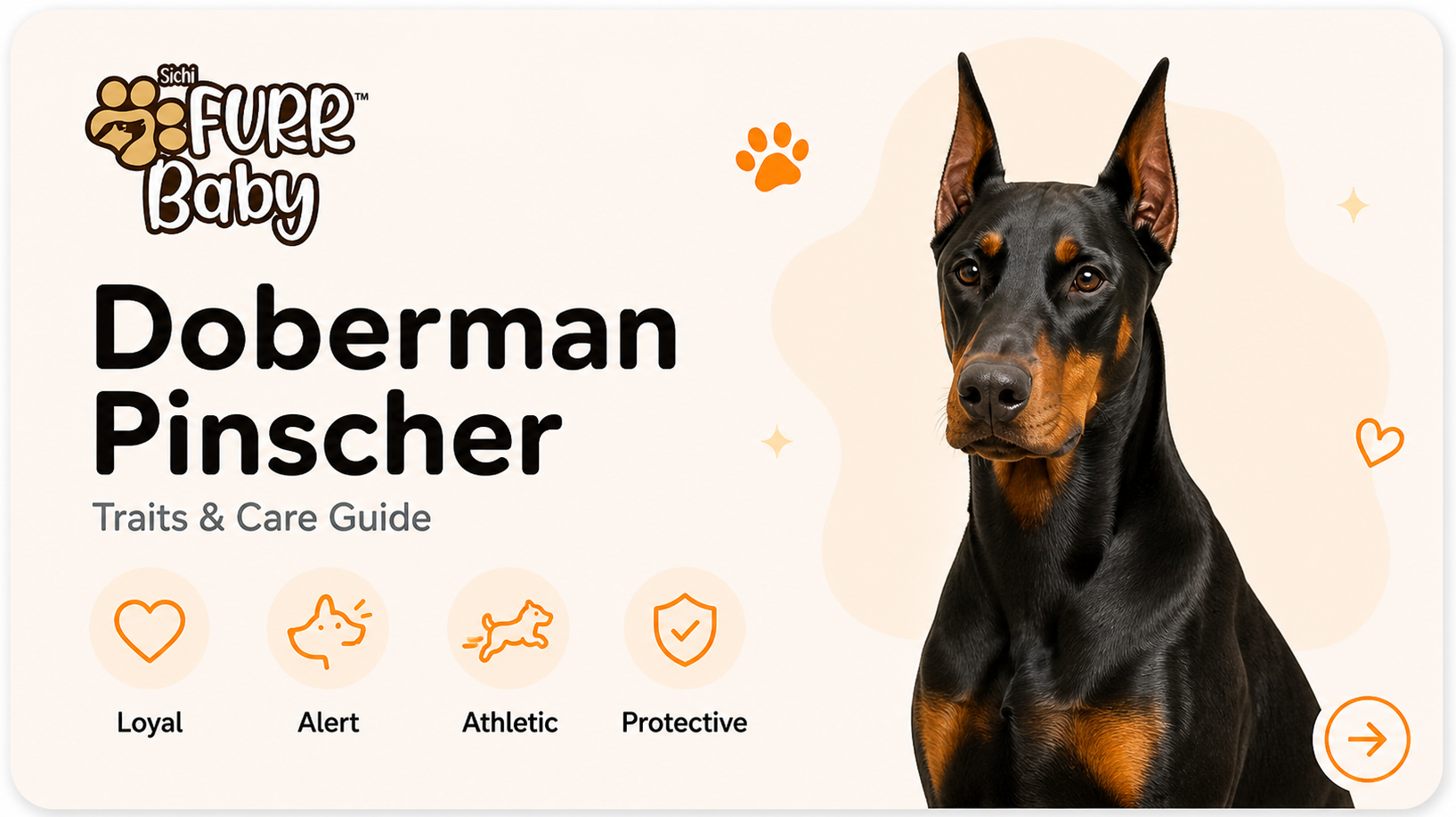 Doberman Pinscher breed card