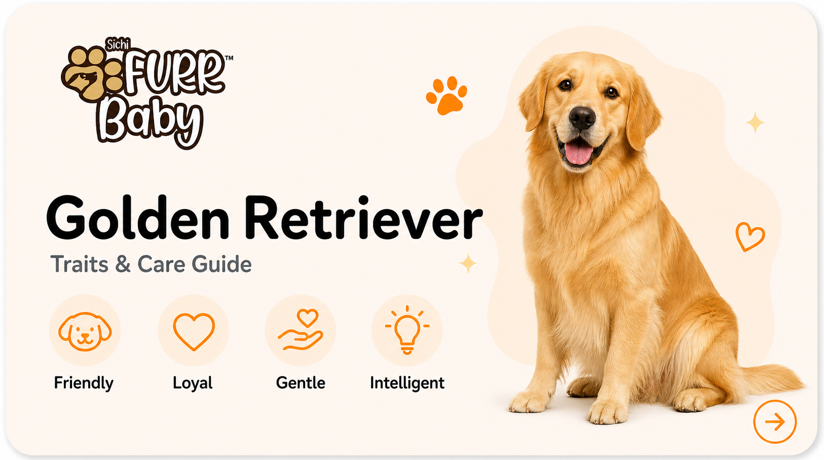 Golden Retriever breed card