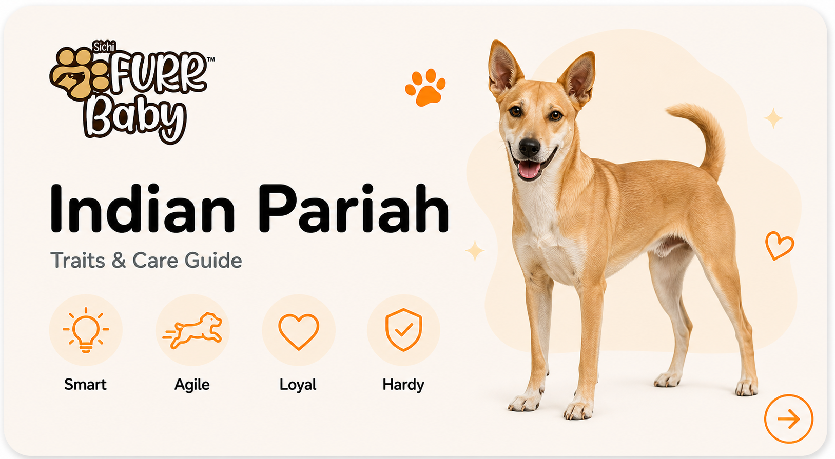 Indian Pariah breed card