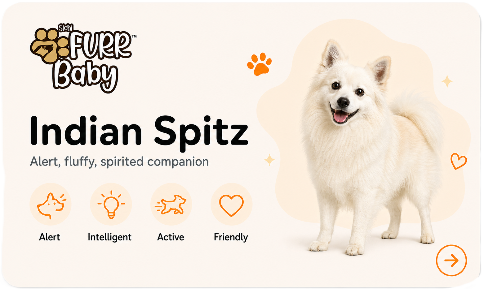Indian Spitz breed card