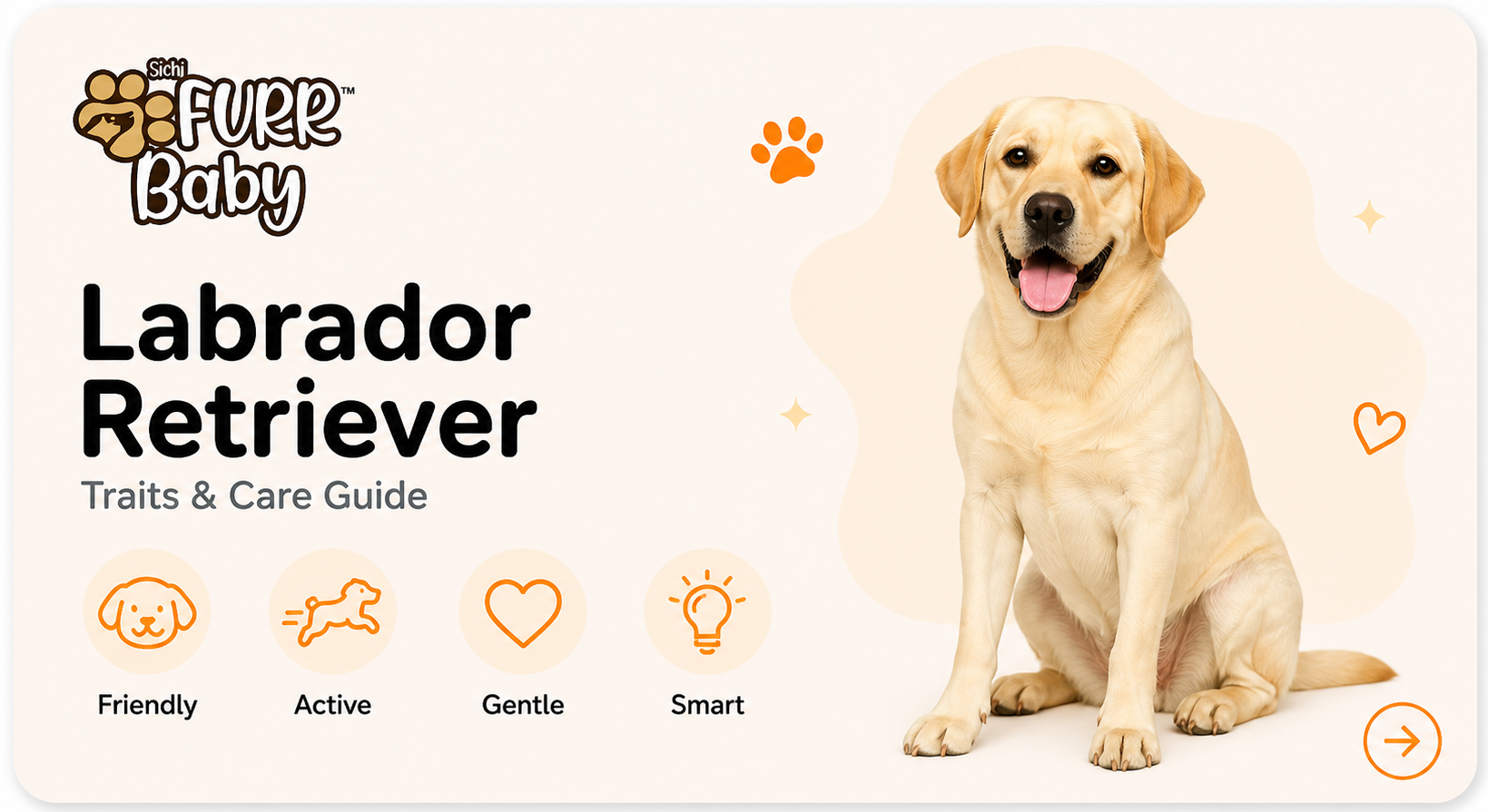 Labrador Retriever breed card